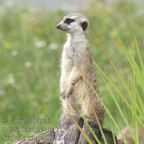 Suricata suricatta af6487