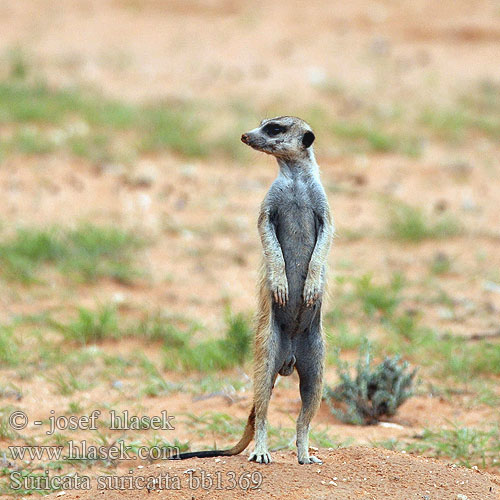 Suricate סוריקטה Merkat Szurikáta Jarðköttur