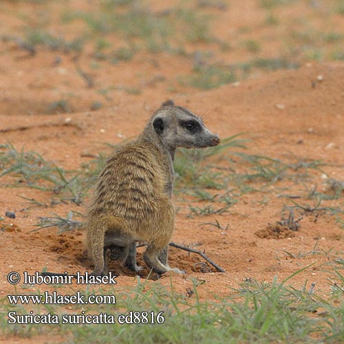 Suricata suricatta ed8816