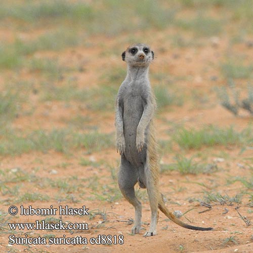 Mirket 狐獴 Suricata suricatta Meerkat Graatjiemeerkat Surikata