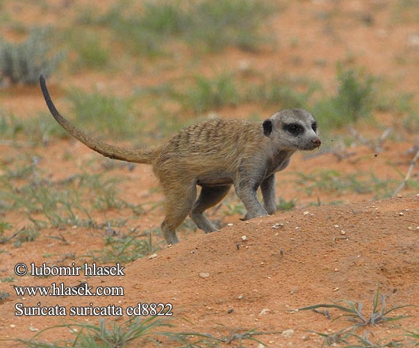 Meerkat Graatjiemeerkat Surikata ميركات Сурикат