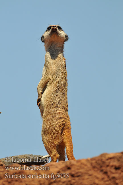 Suricata_suricatta_fg5075