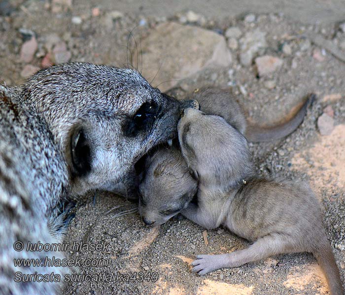 Meerkat Graatjiemeerkat Suricata suricatta