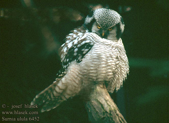 Surnia ulula Hawk Owl Sperbereule Chouette épervière Lechuza Gavilana sovice krahujová Høgeugle Sperweruil Hiiripöllö Ulula Haukugle Hökuggla 猛鸮 Сова ястребиная オナガフクロウ Яструбина сова kuvik krahuľcovitý Sowa jarzębata Karvalybagoly Vöötkakk Raiboji pelėda Svītrainā pūce