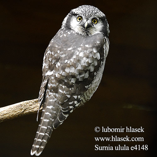 Surnia ulula Sowa jarzębata Karvalybagoly Vöötkakk Raiboji pelėda Svītrainā pūce Hawk Owl Sperbereule Chouette épervière Lechuza Gavilana sovice krahujová Høgeugle Sperweruil Hiiripöllö Ulula Haukugle Hökuggla 猛鸮 Сова ястребиная オナガフクロウ Яструбина сова kuvik krahuľcovitý