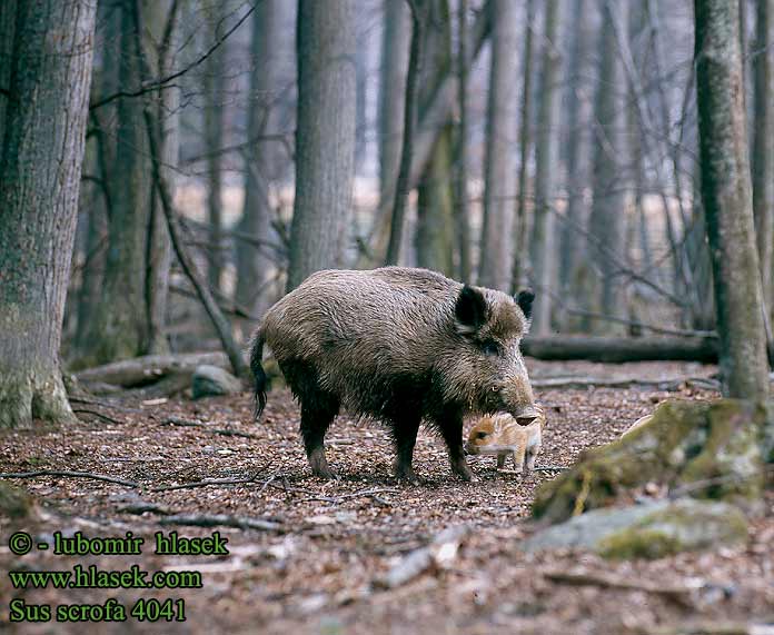 Sus scrofa Wild Boar Sanglier Wildschwein Jabalí