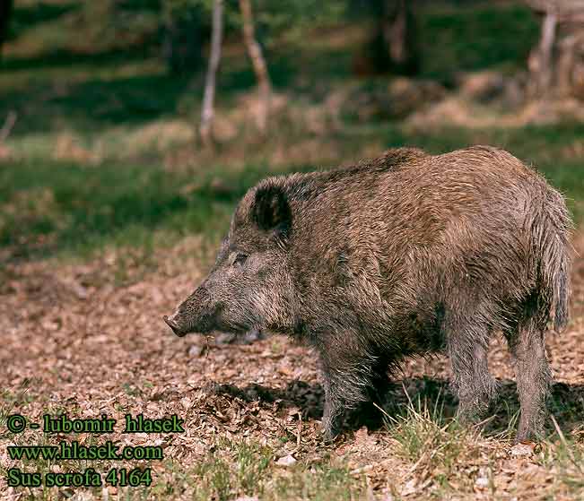 Sus scrofa 4164