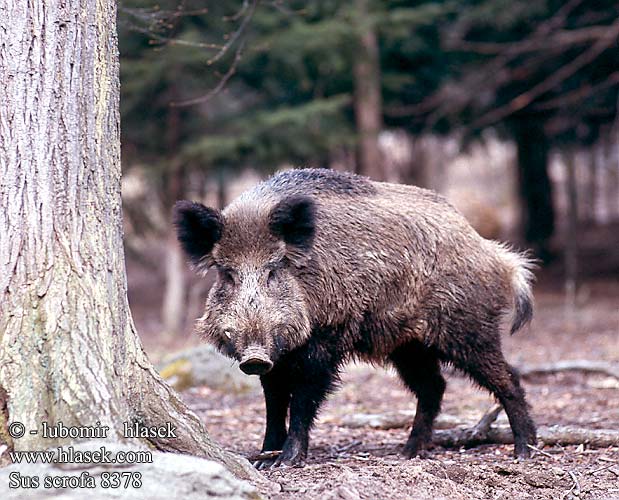 Sus scrofa 8378