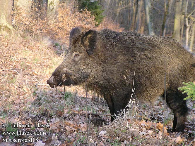 Sus scrofa d18