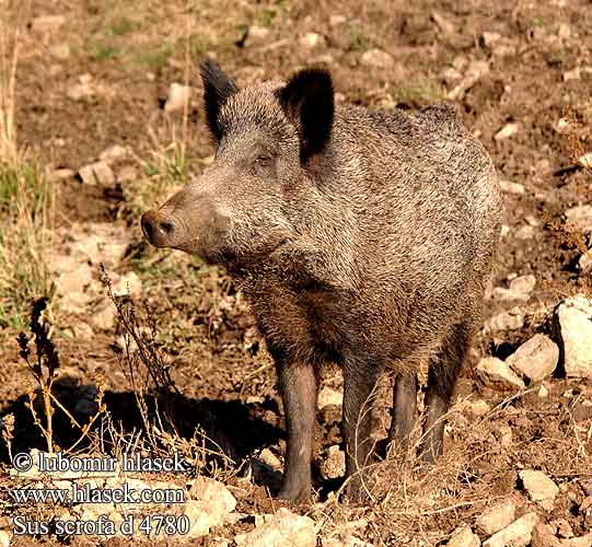 Sus scrofa Prase divoké Sviňa divá Diviak obyčajný