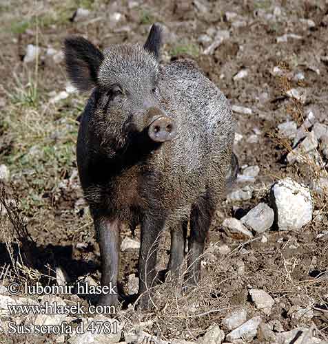 Sus scrofa d4781