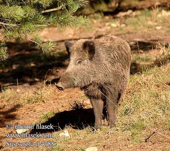 Sus scrofa d4788