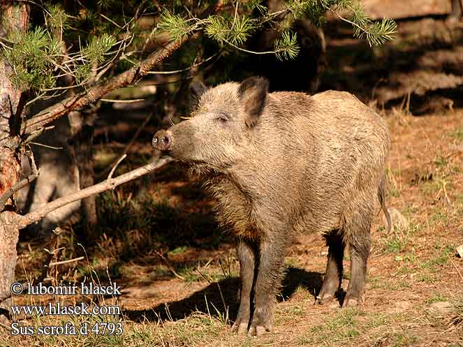 Sus scrofa Wild Boar Wildschwein