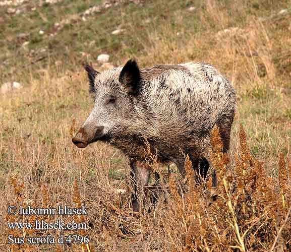 Sus scrofa Sviňa divá Diviak obyčajný