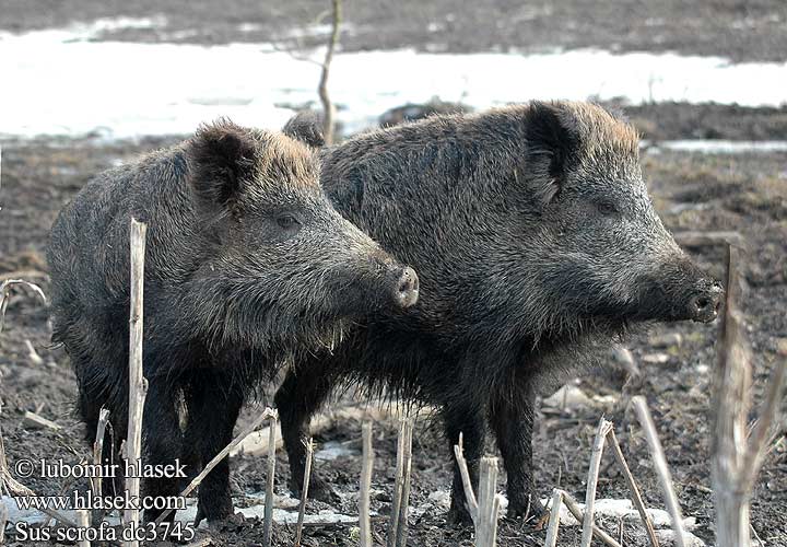 Sus scrofa dc3745