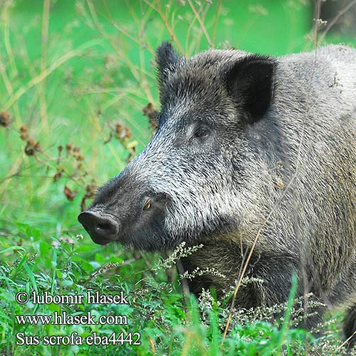 Sus scrofa eba4442