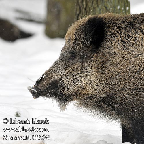 Sus scrofa Sanglier Wildschwein Jabalí