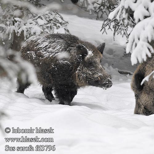 Sus scrofa Wildschwein Jabalí Prase divoké