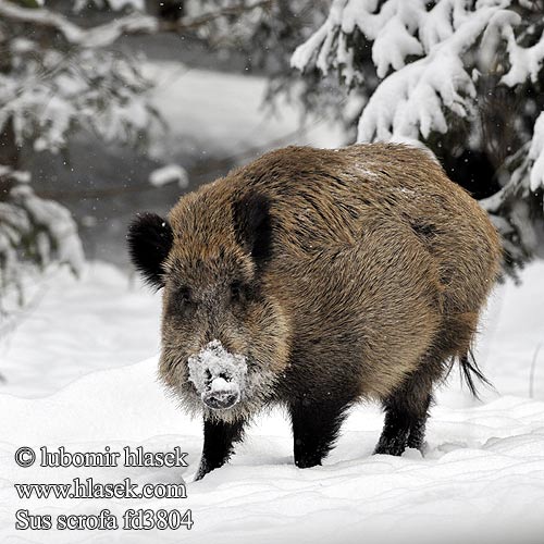 Sus scrofa Jabalí Prase divoké Divočák