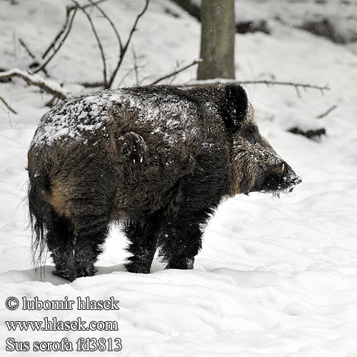 Sus scrofa Sviňa divá Diviak obyčajný