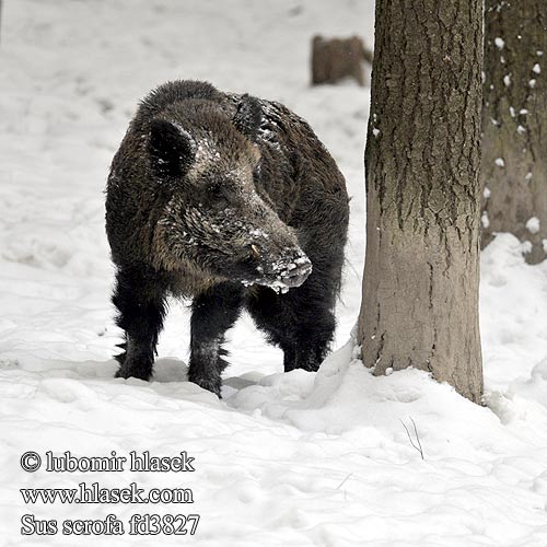 Sus scrofa Cinghiale Wild Zwijn Vildsvin