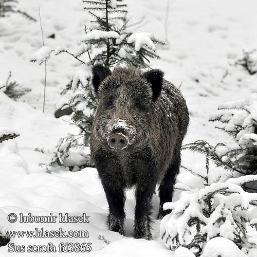 Sus scrofa Wild Zwijn Vildsvin Villisika