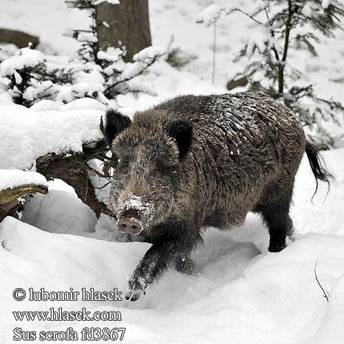 Sus scrofa Vildsvin Villisika Vaddisznó Javali