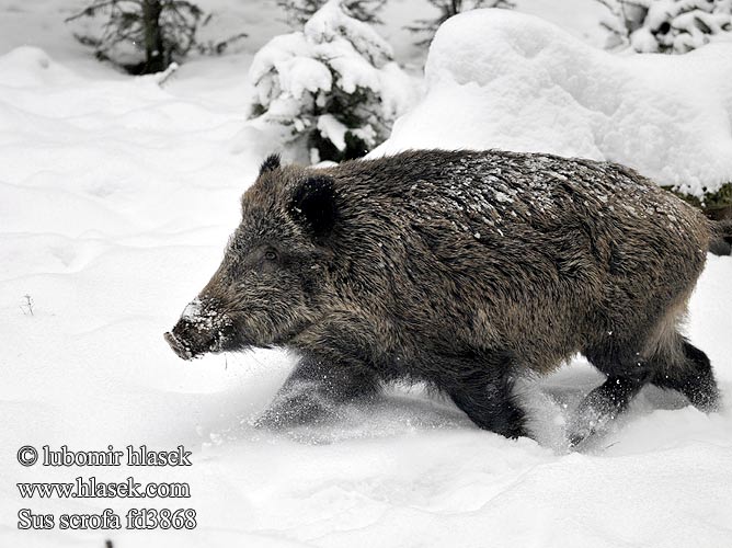 Sus scrofa Villisika Vaddisznó Javali Metssiga