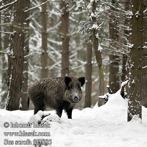 Sus scrofa Vaddisznó Javali Metssiga Mežacūka