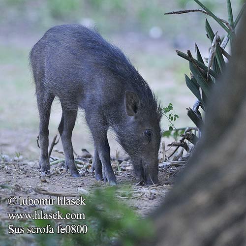 Sus scrofa cristatus Javali Metssiga Mežacūka Šernas