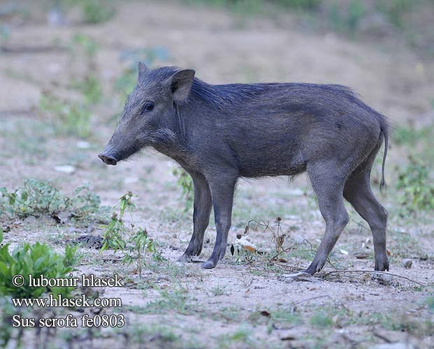 Sus scrofa cristatus Bayağı yaban domuzu