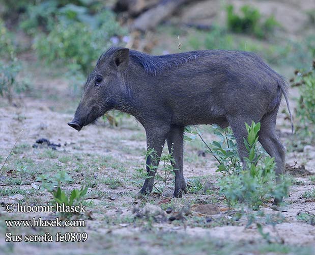 Sus scrofa cristatus خنزير بري বন্য বরাহ