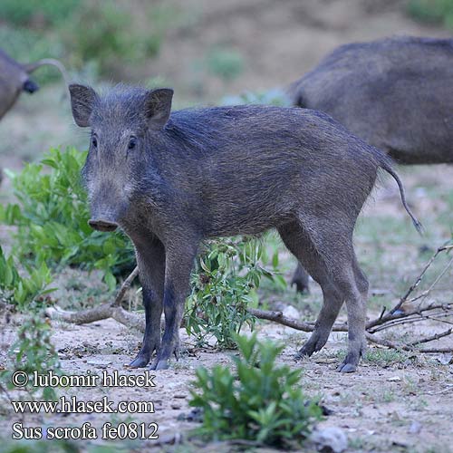 Sus scrofa cristatus Αγριόχοιρος Apro Torc fiadhach