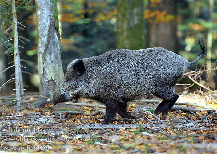 Sus scrofa h1560