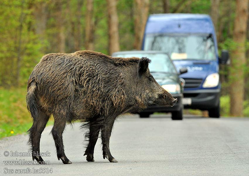 Sus scrofa Wild Boar Diviak obyčajný Cinghiale