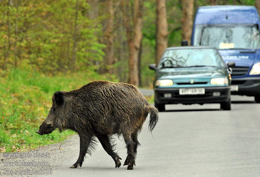 Sus scrofa Diviak obyčajný Cinghiale Wild Zwijn