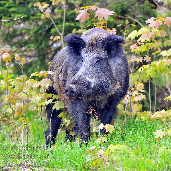 Sus scrofa Cinghiale Wild Zwijn Vildsvin Villisika