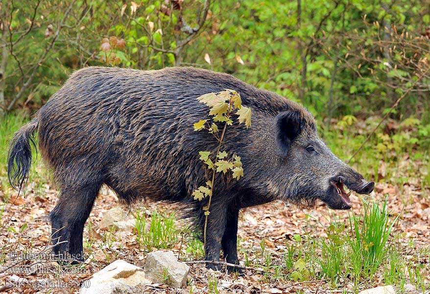 Sus scrofa Wild Zwijn Vildsvin Villisika Vaddisznó