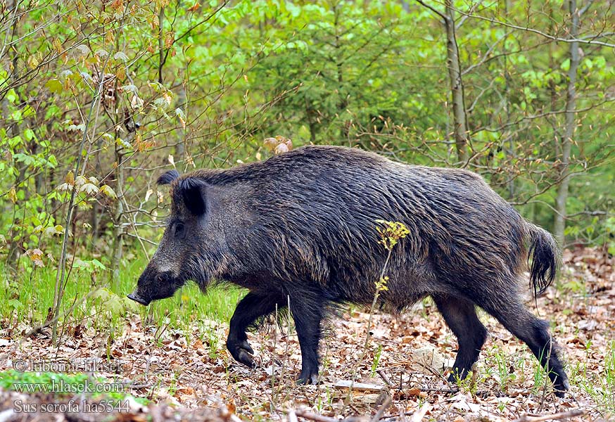 Sus scrofa Sanglier Wildschwein Jabalí Prase divoké