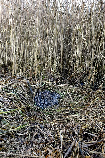 Sus scrofa Wildschwein Jabalí Prase divoké