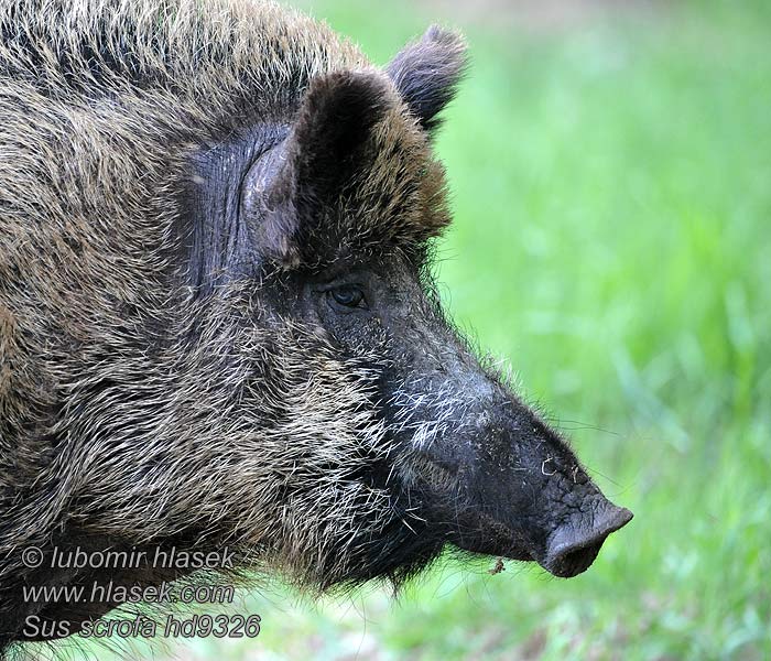 Wild Boar Sus scrofa