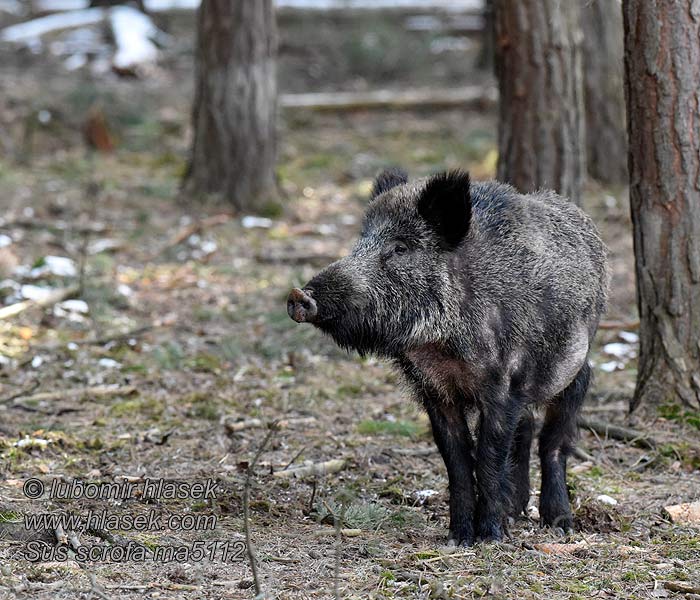 Sanglier Wildschwein Sus scrofa