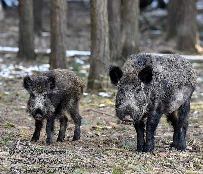 Prase divoké Divočák Sus scrofa