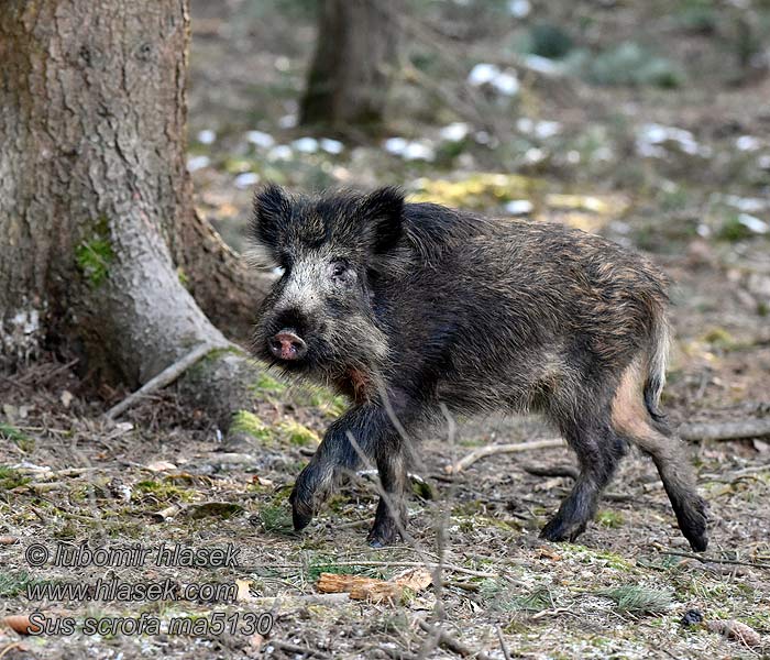 Jabalí Sus scrofa