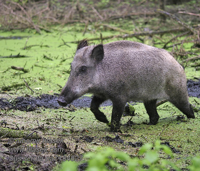 Sus scrofa