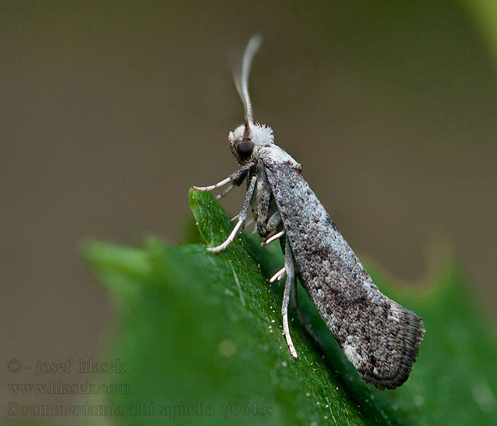 Swammerdamia albicapitella Paraswammerdamia Priadzovec bielohlavý