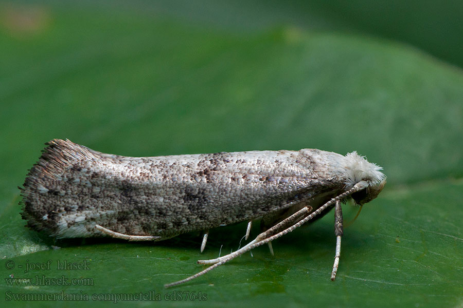 Swammerdamia compunctella