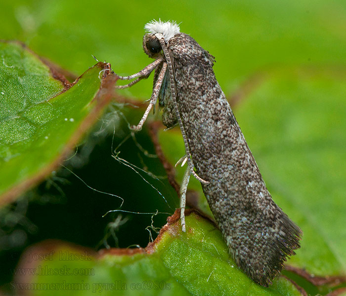 Swammerdamia pyrella Předivka hrušňová