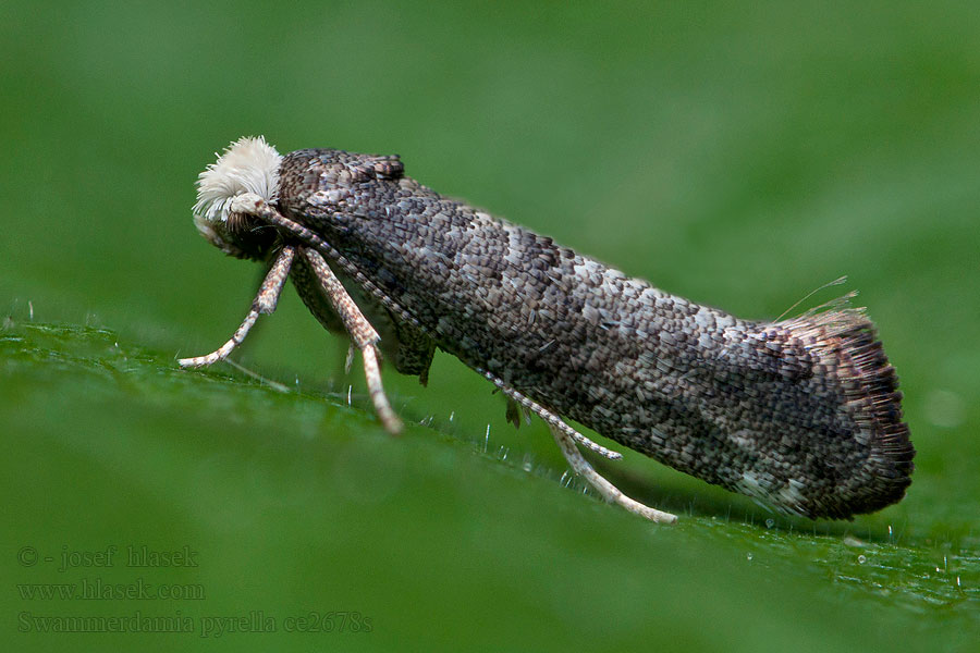 Swammerdamia pyrella Almalevél-tarkamoly