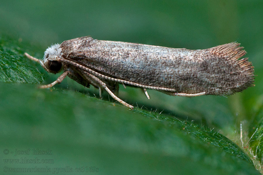 Swammerdamia pyrella Pärongråmal